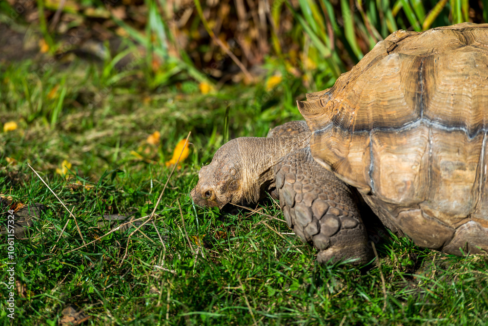 Grazing Gracefully: A Tortoise Enjoying a Stroll Through a Green Garden Grazing Gracefully: A Tortoise Enjoying a Stroll Through a Green Garden