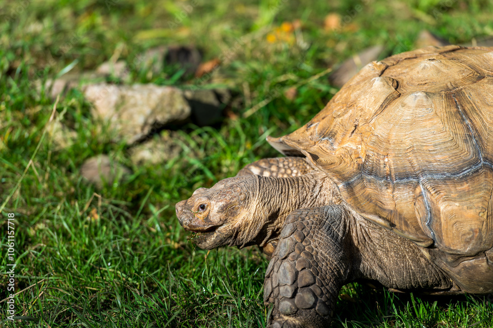 Tortoise Navigating Green Terrain: A large tortoise walks through a grassy area, its weathered shell and sturdy legs carrying it forward. Tortoise Navigating Green Terrain: A large tortoise walks through a grassy area, its weathered shell and sturdy legs carrying it forward.