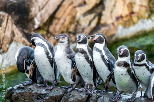 A group of penguins standing on a rocky surface near a body of water. There are seven penguins visible, and they appear to be standing close together, some facing forward and others turned to the side photo