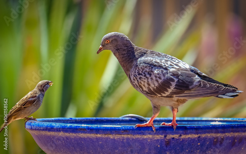 House Finch and Pigeon Stare Down photo