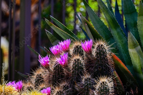 Cactus flower in bloom