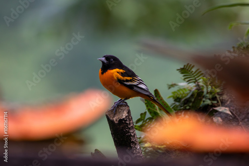 Φωτογραφία A Baltimore Oriole in Costa Rica