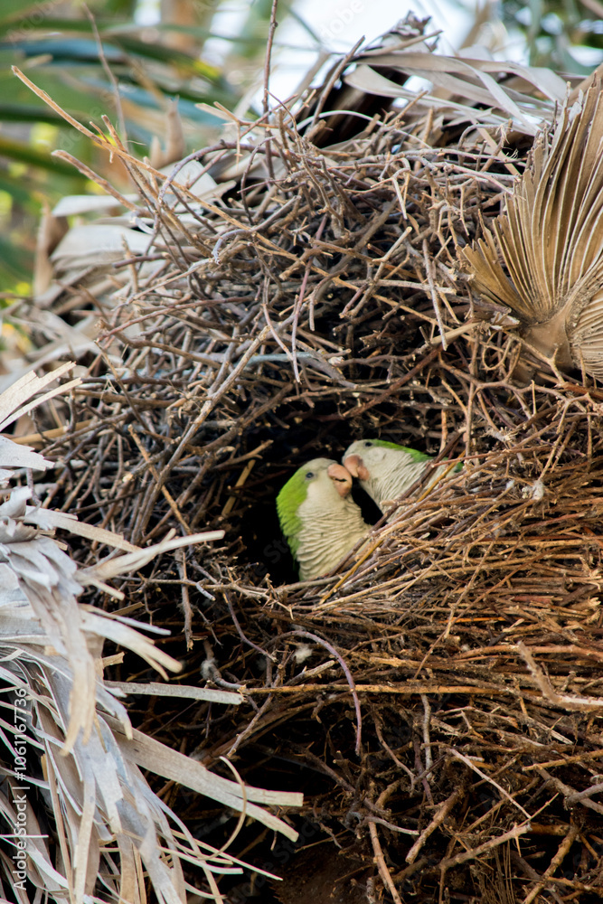 couple of parrots in the nest