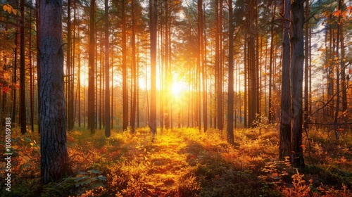 Sunset through autumn trees in a forest