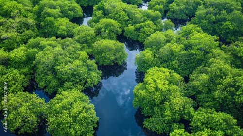 Aerial view of lush mangrove trees reflecting in calm waters.