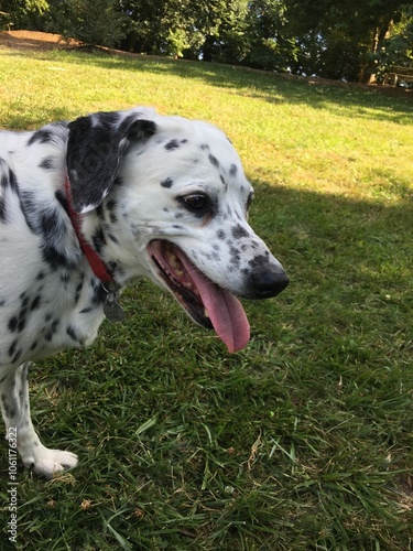 Dalmatian Dog in Park Setting