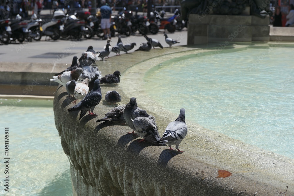 Fototapeta premium Pigeons at a Fountain