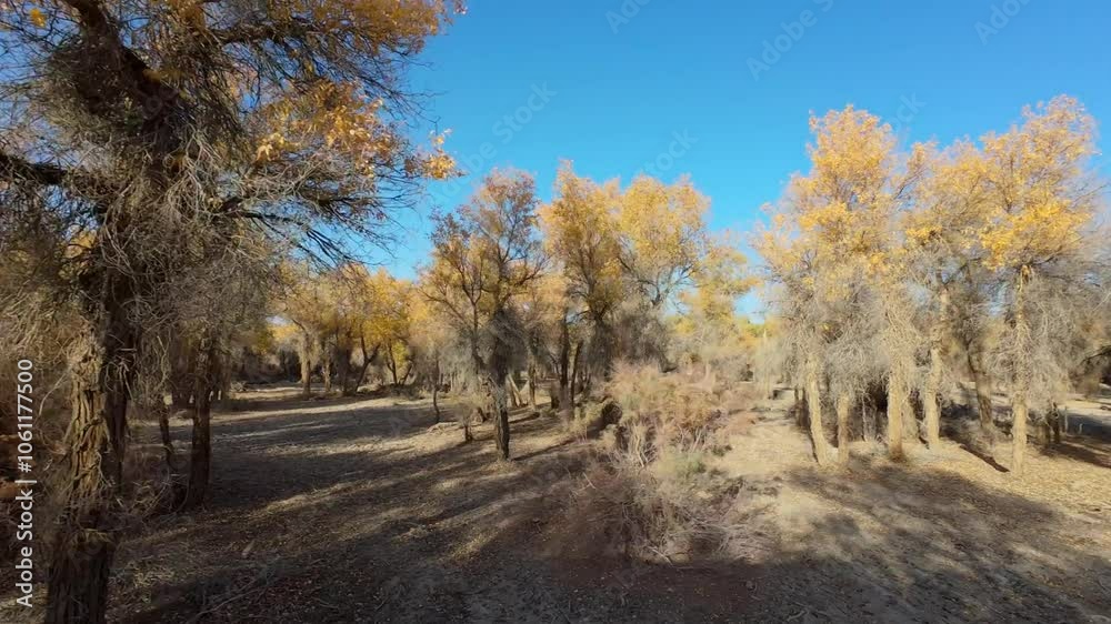 Driving on road passing through populus euphratica forest in Gobi desert with yellow foliage in Tarim Populus euphratica Forest Park, Xinjiang, China, side view from the car, 4k real time footage. Driving on road passing through populus euphratica forest in Gobi desert with yellow foliage in Tarim Populus euphratica Forest Park, Xinjiang, China, side view from the car, 4k real time footage.