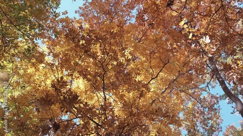 tree in autumn