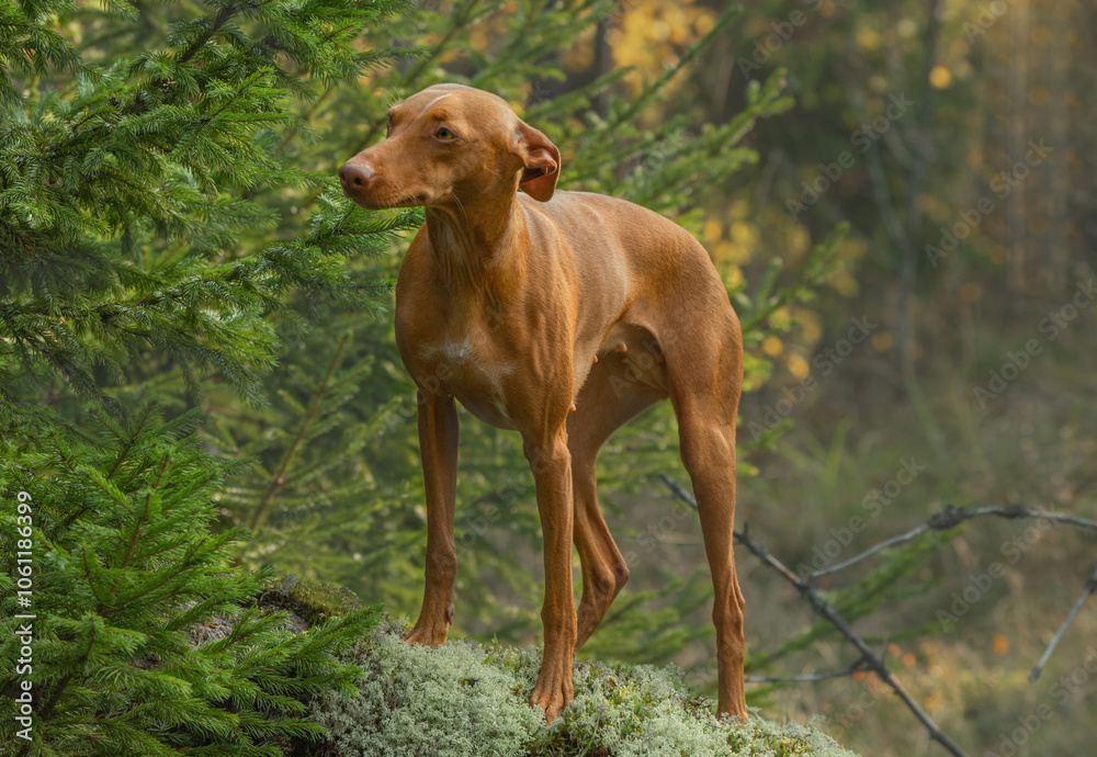 A dog of the chirneco del etna breed. Photo shoot in the autumn forest. A dog of the chirneco del etna breed. Photo shoot in the autumn forest.