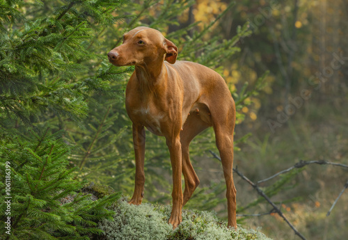 A dog of the chirneco del etna breed. Photo shoot in the autumn forest.