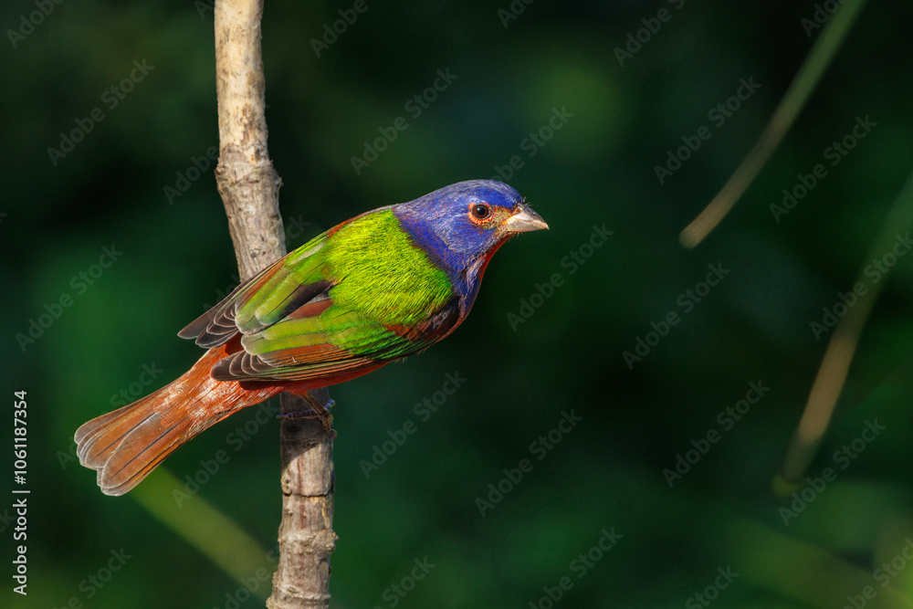 Obraz premium A painted bunting (Passerina ciris), a beautiful, colorful bird, in Sarasota, Florida