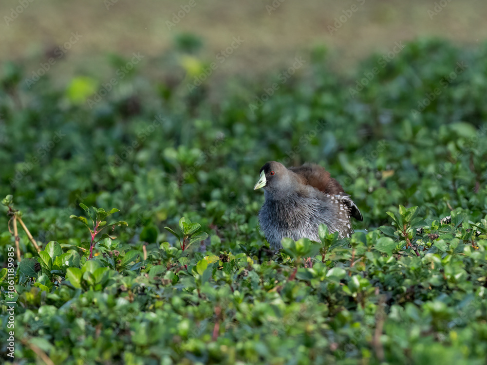 Obraz premium Spot-flanked Gallinule foraging in sparsely vegetated swamp