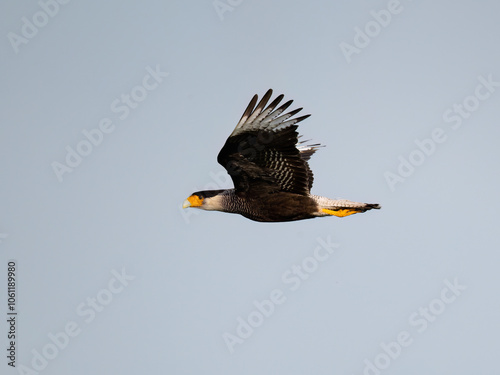 Crested Caracara in flight against blue sky photo