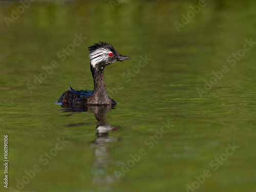 White-tufted Grebe swimming in green water of the pond photo