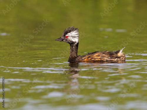 White-tufted Grebe swimming in green watere photo