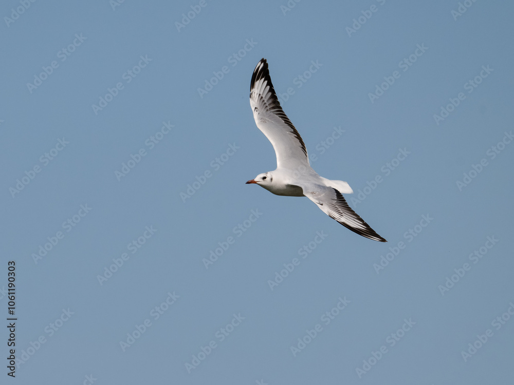 Brown-hooded Gull in flight on blue sky Brown-hooded Gull in flight on blue sky