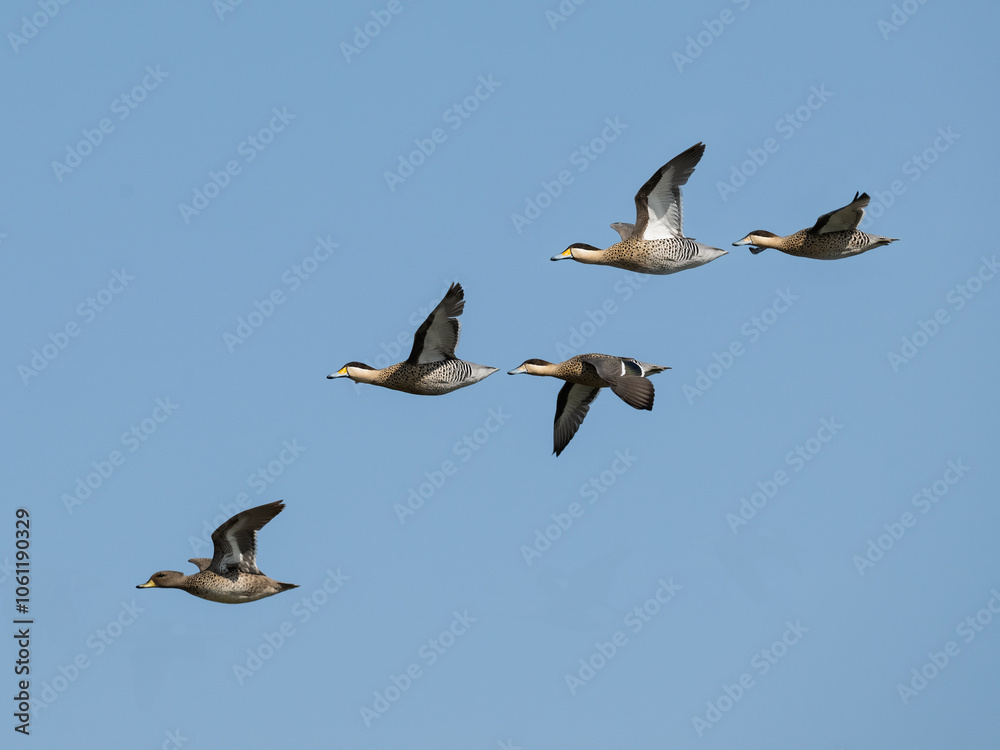 Obraz premium Silver Teals in flight against blue sky