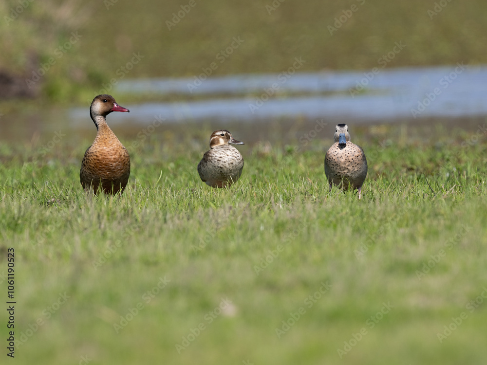 Male and Female Brazilian Teals standing on the grass Male and Female Brazilian Teals standing on the grass