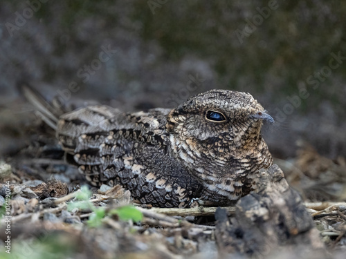 Scissor-tailed Nightjar resting on the ground during day photo
