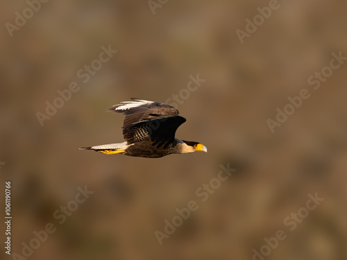 Crested Caracara in flight on brown blur background photo