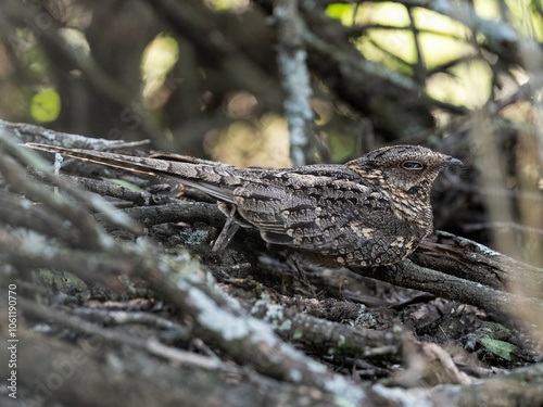 Scissor-tailed Nightjar resting on the ground during day photo