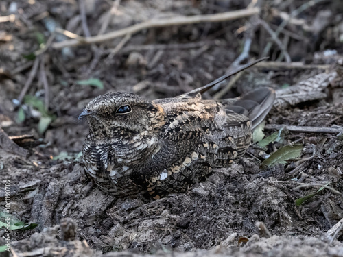 Scissor-tailed Nightjar resting on the ground during day photo