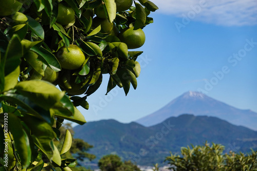 Obraz na płótnie 美しい日本の景観 富士山と柑橘の木 w salonie