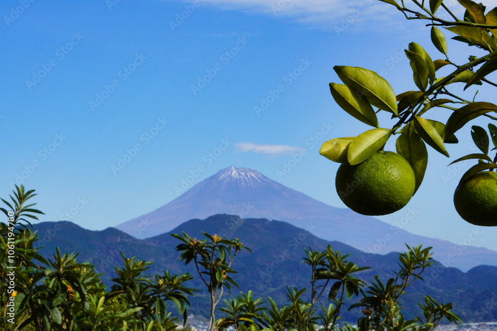 美しい日本の景観 富士山と柑橘の木
