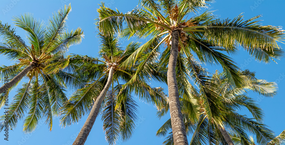 Naklejka premium Vertical View of a Coconut Palm Tree Grove Under Blue Sky.