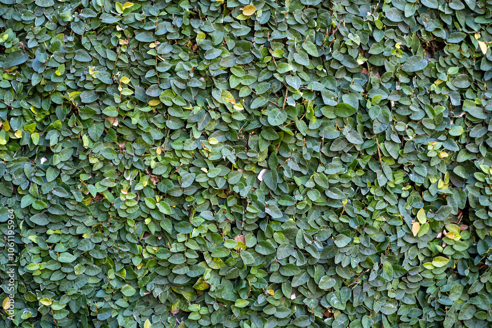 The green creeper plant bringing life to the aged beauty of an old wall. For wallpaper and design. Space for text. The green creeper plant bringing life to the aged beauty of an old wall. For wallpaper and design. Space for text.