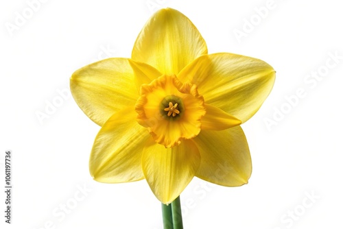 Daffodil Flower Isolated on White Background - Spring Bloom