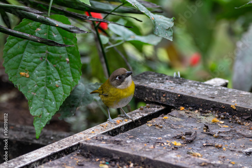 A Common Chlorospingus in Costa Rica photo