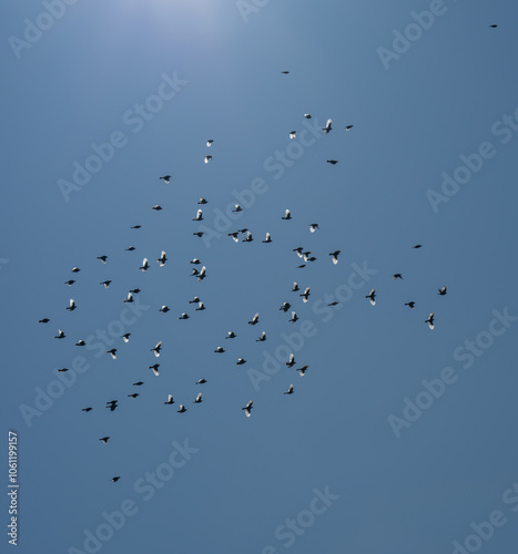 flock of birds on blue sky