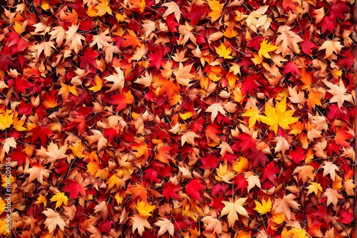 autumn leaves background, red and yellow stars, maple leaves isolated on white