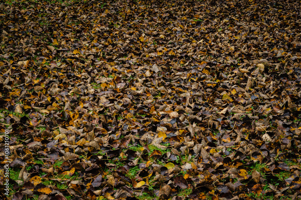 Fall Leaves