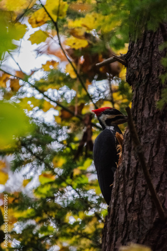 Pileated woodpecker (Dryocopus pileatus)
 photo