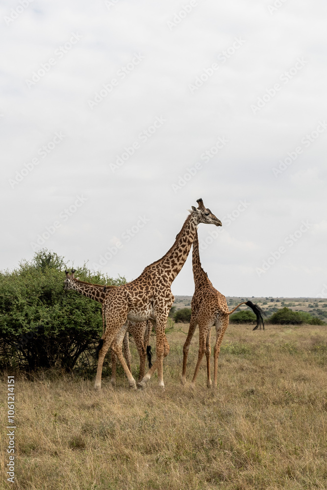Obraz premium giraffe in the savannah