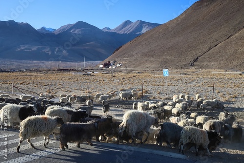 A herd of sheep crosses a rural road in Tingri, Shigatse, Tibet, with a backdrop of rugged Himalayan mountains and arid landscapes. photo