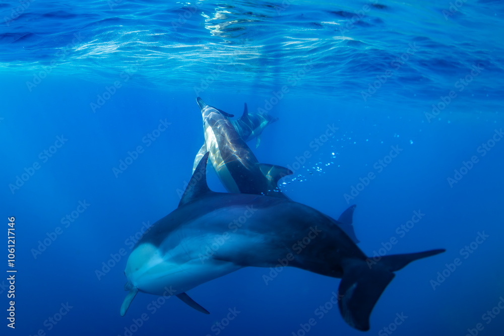 Obraz premium A pair of dolphins swims gracefully together beneath the surface in the deep blue waters of Australia, capturing the harmony of marine life.
