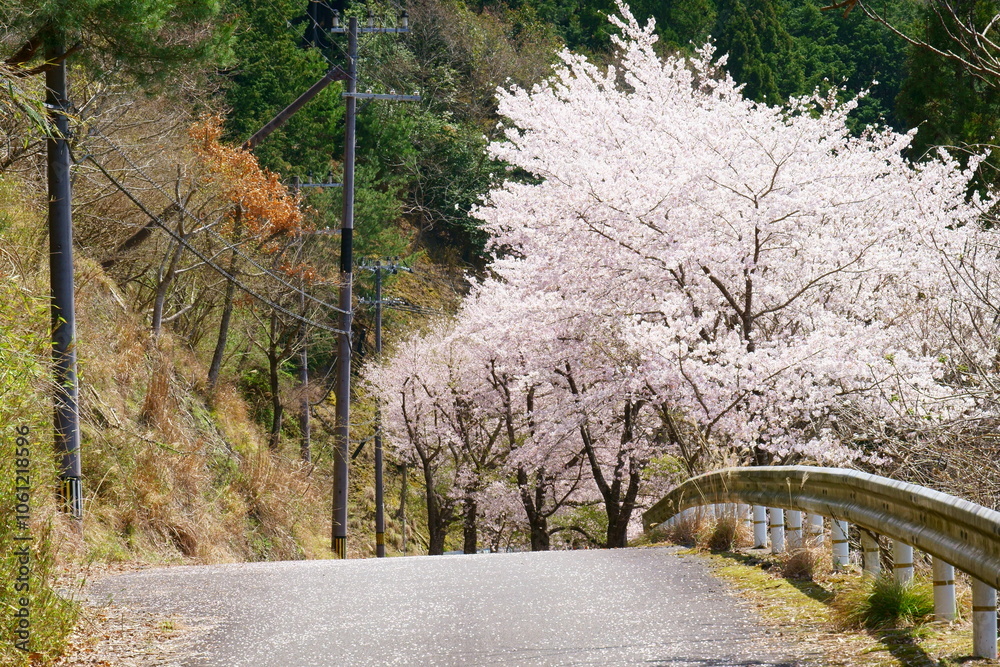 Fototapeta premium 桜の道