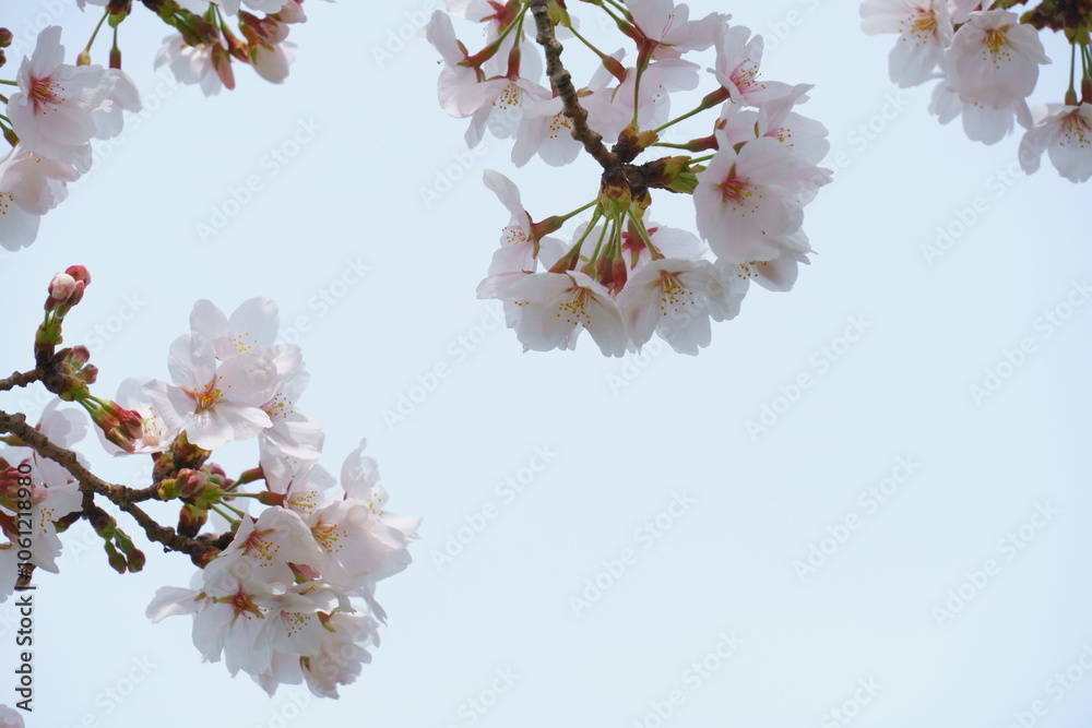 Obraz premium 桜と空