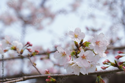 桜の花