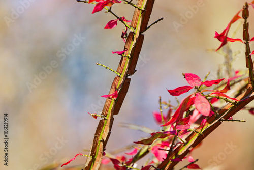Burning bush (Euonymus alatus) is a deciduous shrub native to China, Japan, and Korea. Invasive in USA.