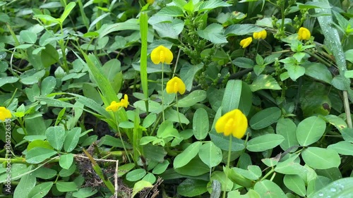 yellow tulips in the garden
