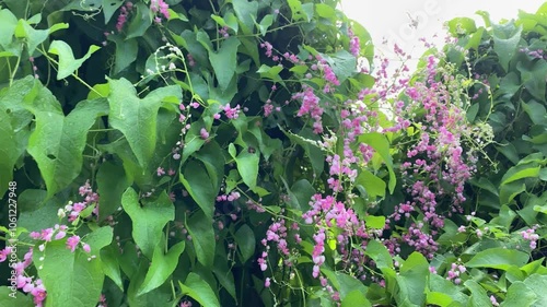 flowers in the garden, wildflowers in the garden, flowers in the forest