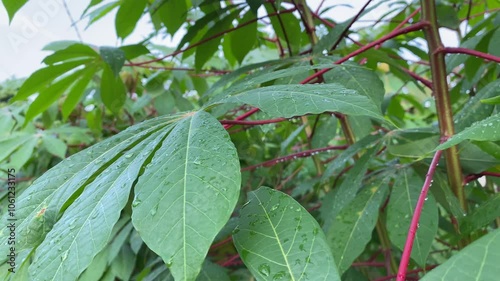 green papaya fruit leaves 