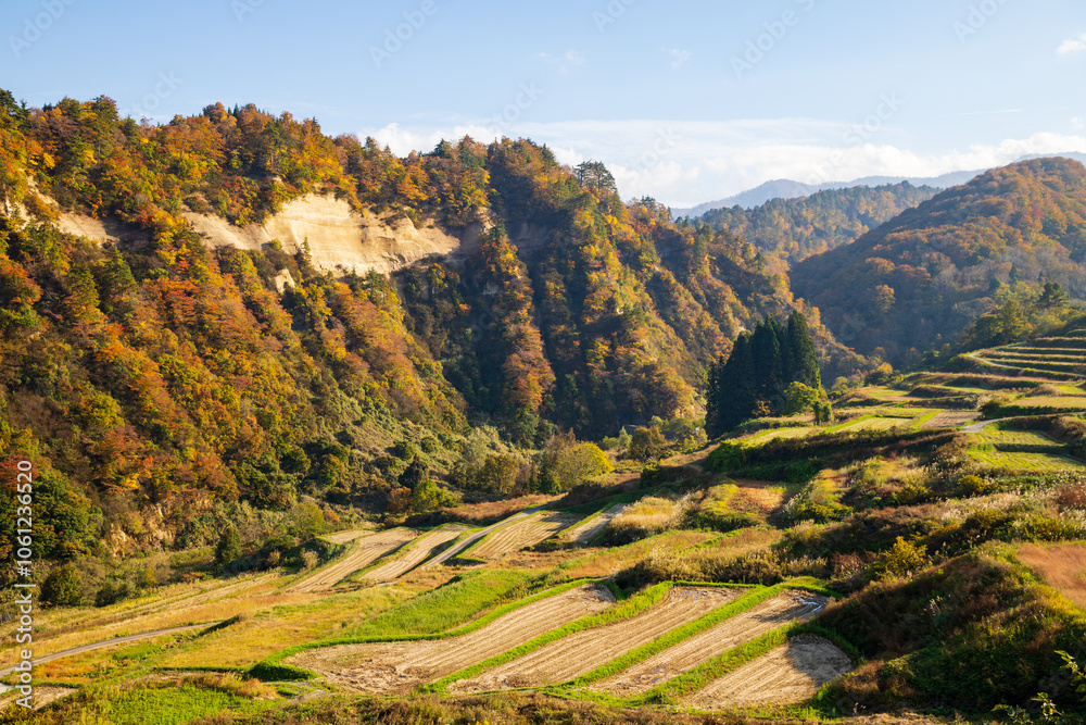 Obraz premium 紅葉に染まる四ヶ村の棚田