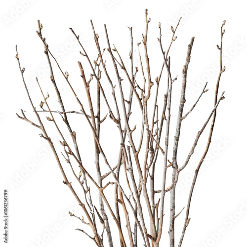 Natural Twigs Arrangement on White Background