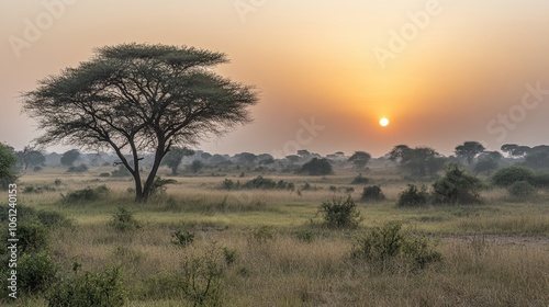 Serene African Savanna Sunset with Acacia Tree